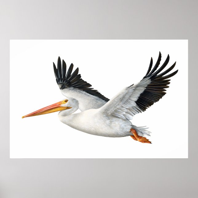 Poster av American White Pelican (Framsidan)