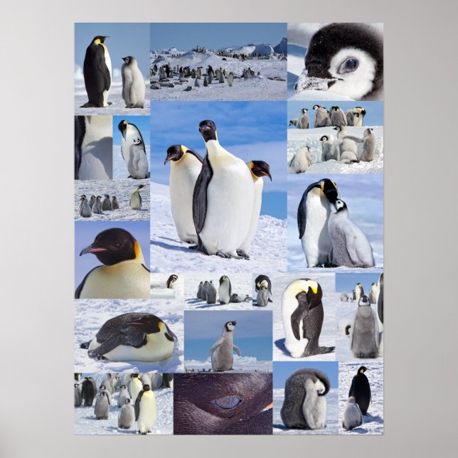 Poster av Antarktis kejsar Penguin Collage (Framsidan)