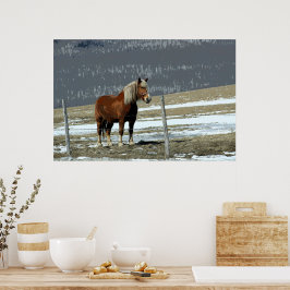Poster av belgiskt utkast till häst i Paddock