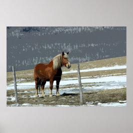 Poster av belgiskt utkast till häst i Paddock