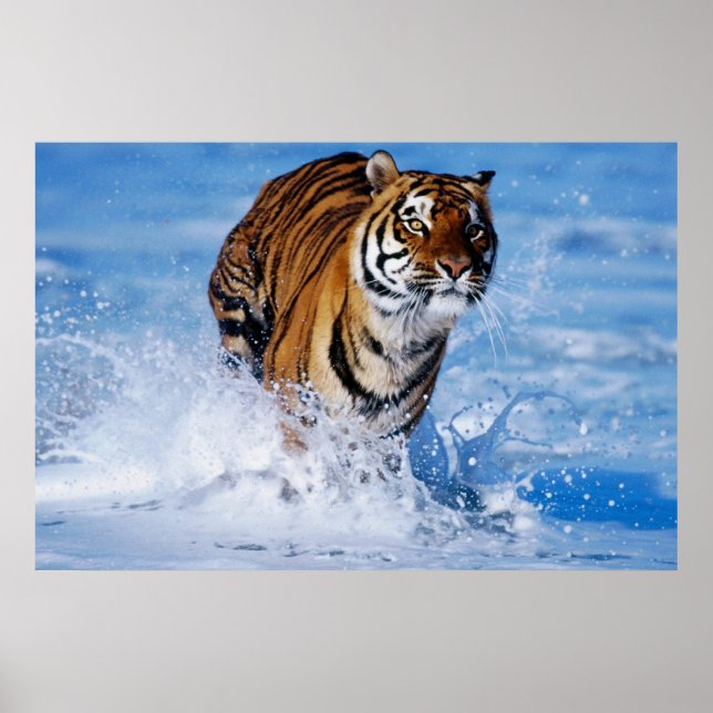 Poster av bengaltiger i Oceanen (Framsidan)