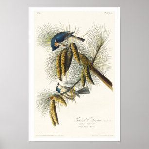 Poster av bestrad timus per Audubon