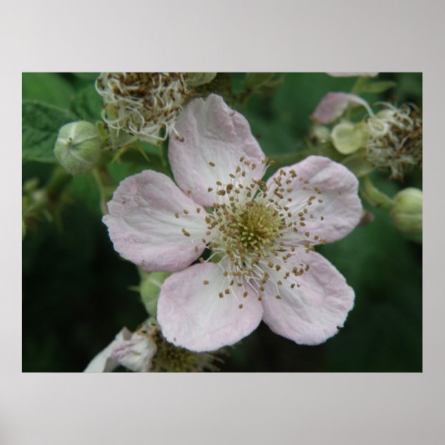 Poster av Blackberry Flower Makro (Framsidan)