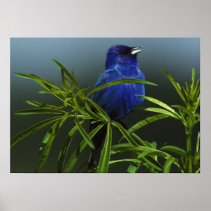Poster av blått foto-naturen