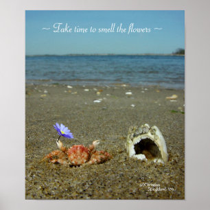Poster av blomkrabba