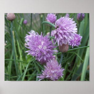 Poster av blommande kycklingar