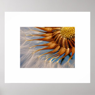 Poster av blommor