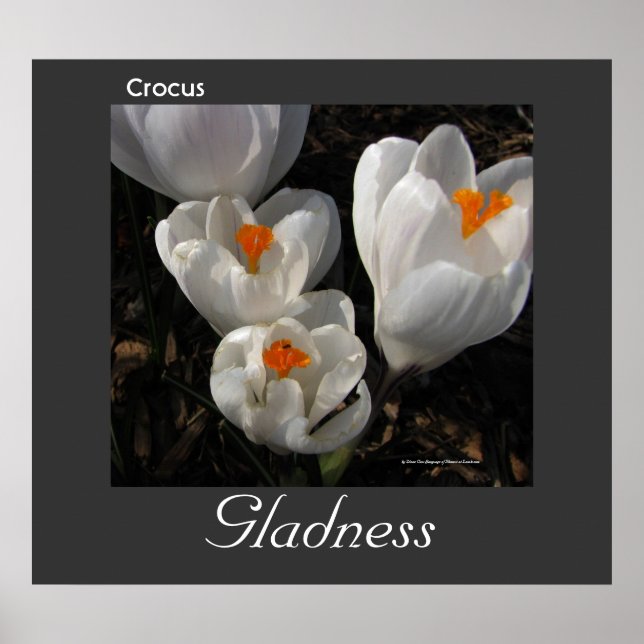 Poster av blommor Crocus Gladness (Framsidan)
