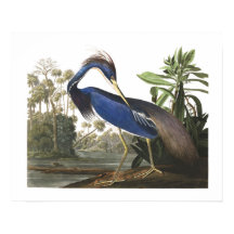 Poster av Blue Louisiana Heron Bird Illustration