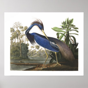 Poster av Blue Louisiana Heron Bird Illustration