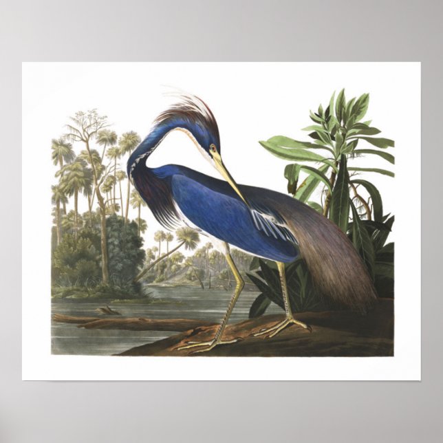 Poster av Blue Louisiana Heron Bird Illustration (Framsidan)