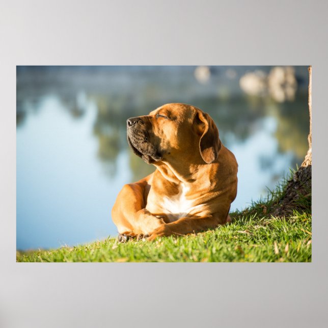 Poster av Boerboel hund (Framsidan)