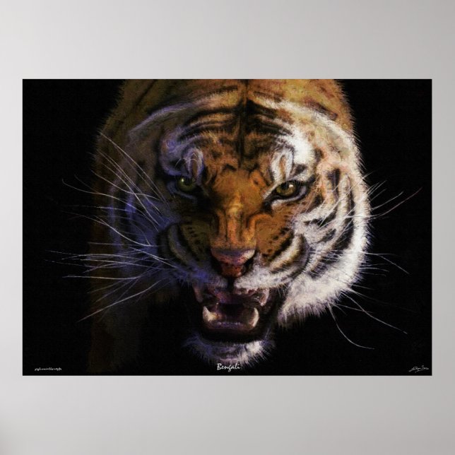 Poster av boskapsskötare av Bengal Tiger Fine Art  (Framsidan)