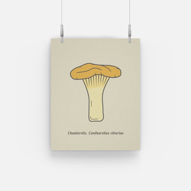 Poster av botaniska Chanterelle Mushroom (Botanical Chanterelle Mushroom Poster)