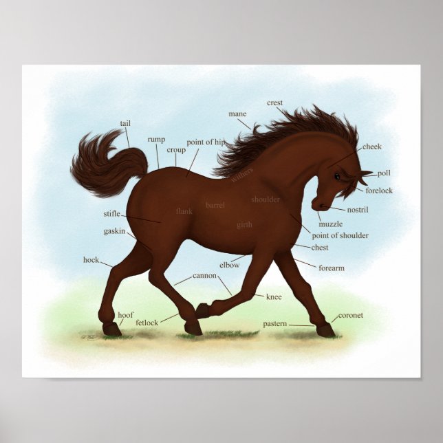 Poster av Brown Horse Educational Equine Anatomy (Framsidan)