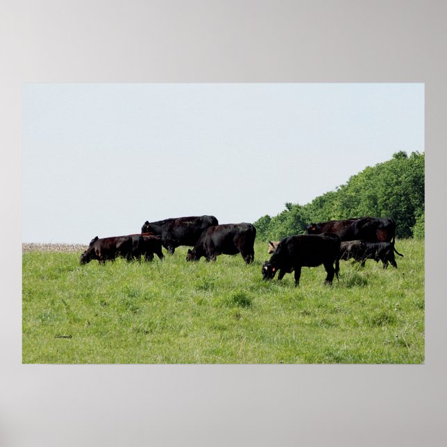 Poster av Cattle Black Angus (Framsidan)