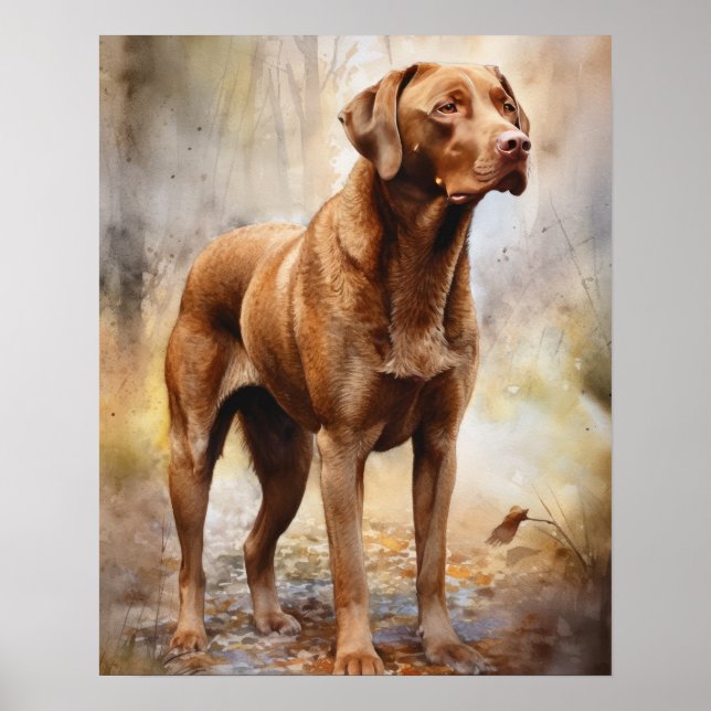 Poster av Chesapeake Bay Retriever Hund Art Print (Framsidan)