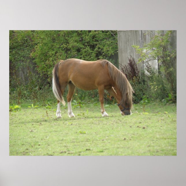 Poster av Chestnut Brown Horse Grazing (Framsidan)