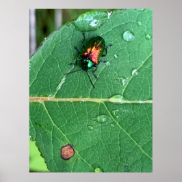 Poster av Chrysochus Beetle Shiny Beetle