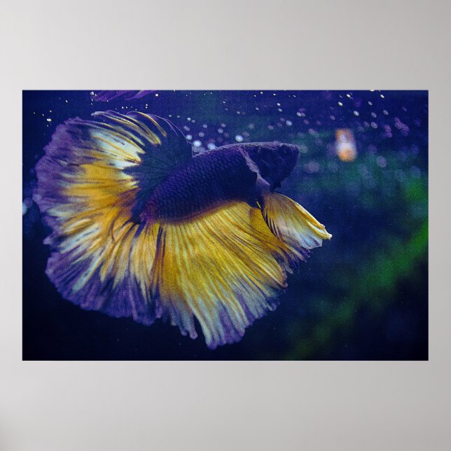 Poster av Cobalt Male Betta Premium (Framsidan)