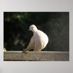 Poster av Collated Dove