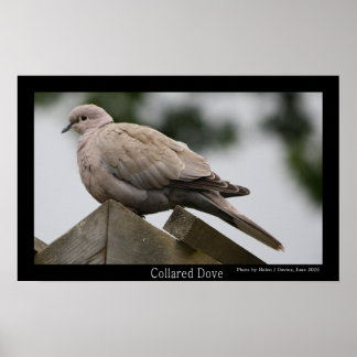 Poster av Collated Dove