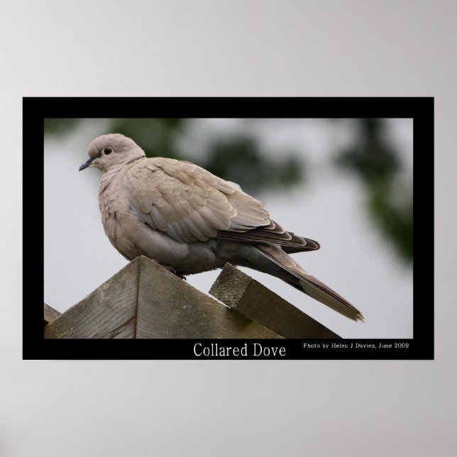 Poster av Collated Dove (Framsidan)