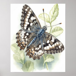 Poster av Common Checkated Butterfly Art Print