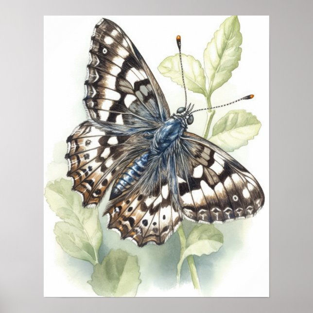 Poster av Common Checkated Butterfly Art Print (Framsidan)