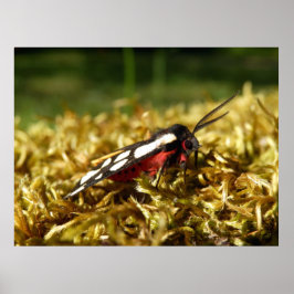 Poster av Cream-spot Tiger Moth