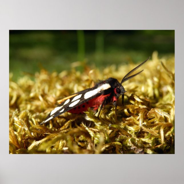 Poster av Cream-spot Tiger Moth (Framsidan)