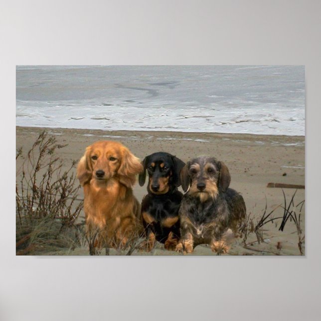 Poster av Dachshunds Closeup Beach (Framsidan)
