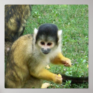 Poster av ekorrrel Monkey