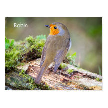 Poster av europeisk Robin-loggfil