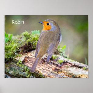 Poster av europeisk Robin-loggfil