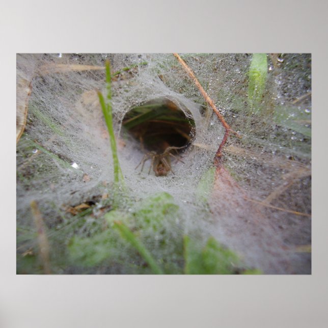 Poster av europeisk Webben Spider (Framsidan)