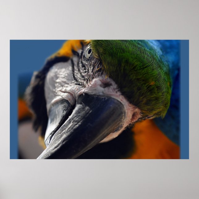 Poster av färglös papegoja Macaw Bird (Framsidan)