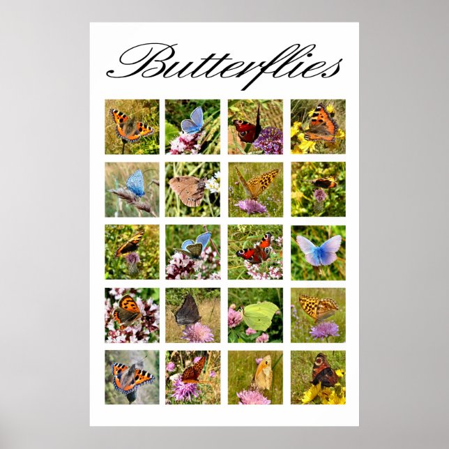 Poster av fjäril (Framsidan)