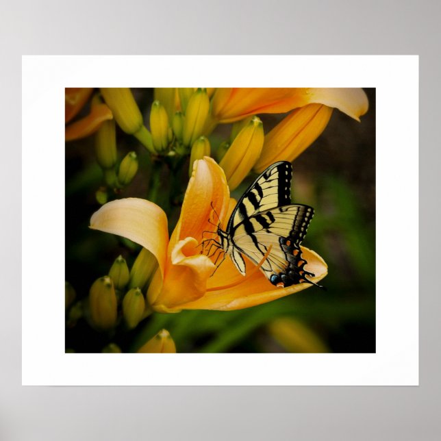 Poster av fjäril (Framsidan)