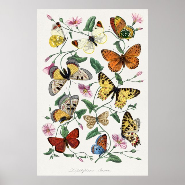Poster av fjäril Illustration (Framsidan)