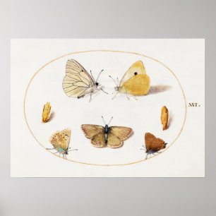 Poster av fjäril Illustration