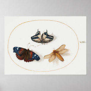 Poster av fjäril Illustration