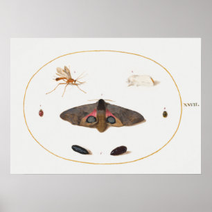 Poster av fjäril Illustration