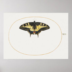 Poster av fjäril Illustration