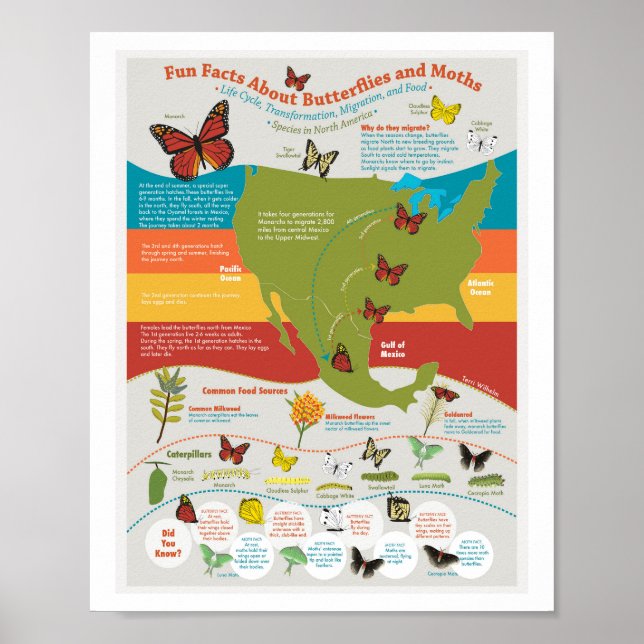 Poster av fjärilmigrering (Framsidan)