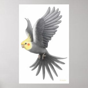 Poster av flygande Cockatiel Parrot