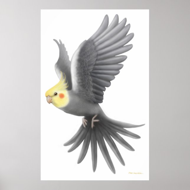 Poster av flygande Cockatiel Parrot (Framsidan)