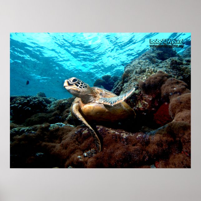 Poster av flygturturdus (Framsidan)