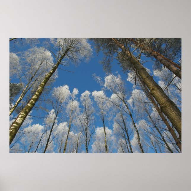 Poster av frusen skog (Framsidan)