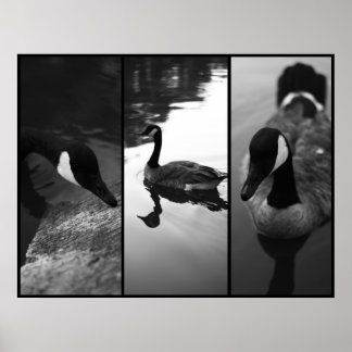 Poster av gäss